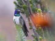 Ecuadorian hummingbirds chirp ultrasonic songs of seduction