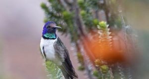 Ecuadorian hummingbirds chirp ultrasonic songs of seduction
