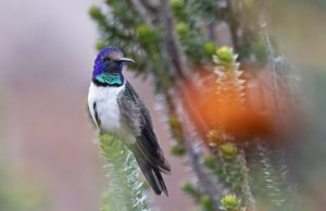 Ecuadorian hummingbirds chirp ultrasonic songs of seduction