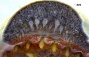 ‘Fang’tastic: Biologists report snake-like dental glands in amphibians Fangtastic Biologists report snake like dental glands in amphibians