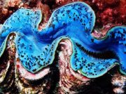 Giant clams manipulate light to assist their symbiotic partner Giant clams manipulate light to assist their symbiotic partner