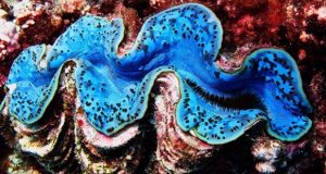 Giant clams manipulate light to assist their symbiotic partner