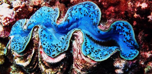 Giant clams manipulate light to assist their symbiotic partner