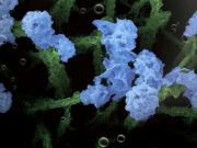 Harvesting hydrogen from nanogardens Harvesting hydrogen from nanogardens