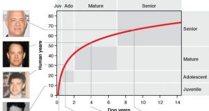 How old is your dog in human years