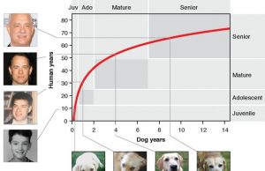 How old is your dog in human years? Scientists develop better method than ‘multiply by 7’ How old is your dog in human years