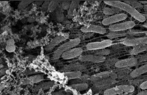 Metal breathing bacteria could transform electronics biosensors and more