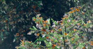 Monarchs migrate and fly differently but meet up and mate
