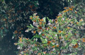 Monarchs migrate and fly differently but meet up and mate