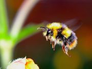 More flowers and pollinator diversity could help protect bees from parasites
