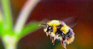 More flowers and pollinator diversity could help protect bees from parasites