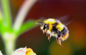 More flowers and pollinator diversity could help protect bees from parasites
