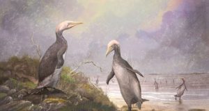 New Zealands ancient monster penguins had northern hemisphere doppelgangers