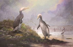 New Zealand’s ancient monster penguins had northern hemisphere doppelgangers New Zealands ancient monster penguins had northern hemisphere doppelgangers