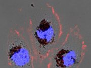 New biomaterial could shield against harmful radiation