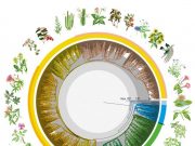 New global study reveals time tree of Earths flowering plants