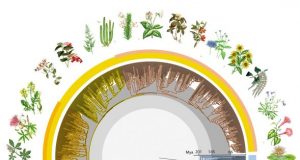 New global study reveals time tree of Earths flowering plants