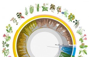 New global study reveals ‘time tree’ of Earth’s flowering plants New global study reveals time tree of Earths flowering plants