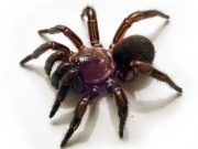 New group of trapdoor spiders discovered in eastern Australia New group of trapdoor spiders discovered in eastern Australia