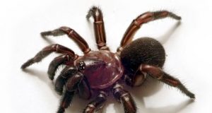 New group of trapdoor spiders discovered in eastern Australia