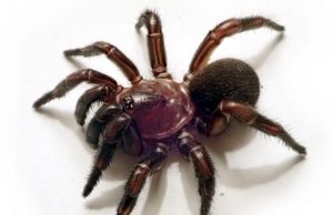 New group of trapdoor spiders discovered in eastern Australia New group of trapdoor spiders discovered in eastern Australia