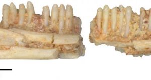 Oldest South American fossil lizard discovered in Brazil