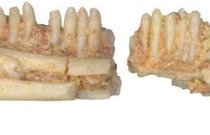 Oldest South American fossil lizard discovered in Brazil