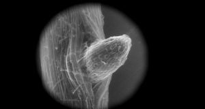 Research Crop plants are taking up microplastics