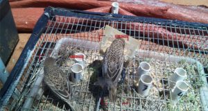 Researchers build first AI tool capable of identifying individual birds