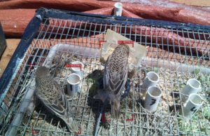 Researchers build first AI tool capable of identifying individual birds