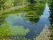 River plants counter both flooding and drought to protect biodiversity
