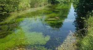 River plants counter both flooding and drought to protect biodiversity