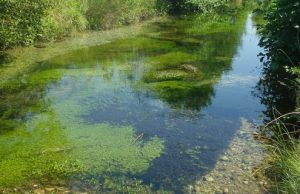 River plants counter both flooding and drought to protect biodiversity