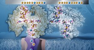 Rock breathing bacteria are electron spin doctors study shows