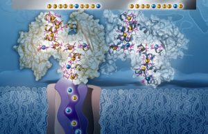 Rock breathing bacteria are electron spin doctors study shows