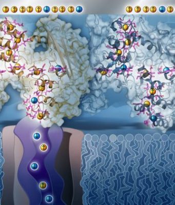 Rock-breathing bacteria are electron spin doctors, study shows Rock breathing bacteria are electron spin doctors study shows