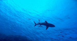 Sharks almost gone from many reefs