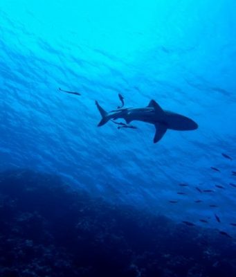 Sharks almost gone from many reefs Sharks almost gone from many reefs