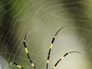 Spider silk made by photosynthetic bacteria