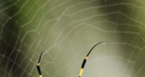 Spider silk made by photosynthetic bacteria