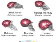 The human brain not just large but finely shaped