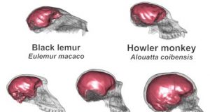 The human brain not just large but finely shaped