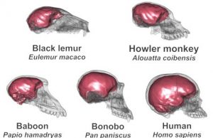 The human brain not just large but finely shaped