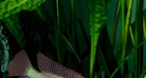 When power is toxic Dominance reduces influence in groups