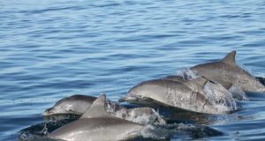 Young dolphins pick their friends wisely