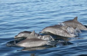 Young dolphins pick their friends wisely