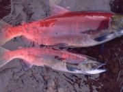 Alaskas salmon are getting smaller affecting people and ecosystems