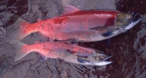 Alaskas salmon are getting smaller affecting people and ecosystems