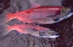 Alaskas salmon are getting smaller affecting people and ecosystems
