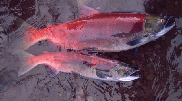 Alaskas salmon are getting smaller affecting people and ecosystems
